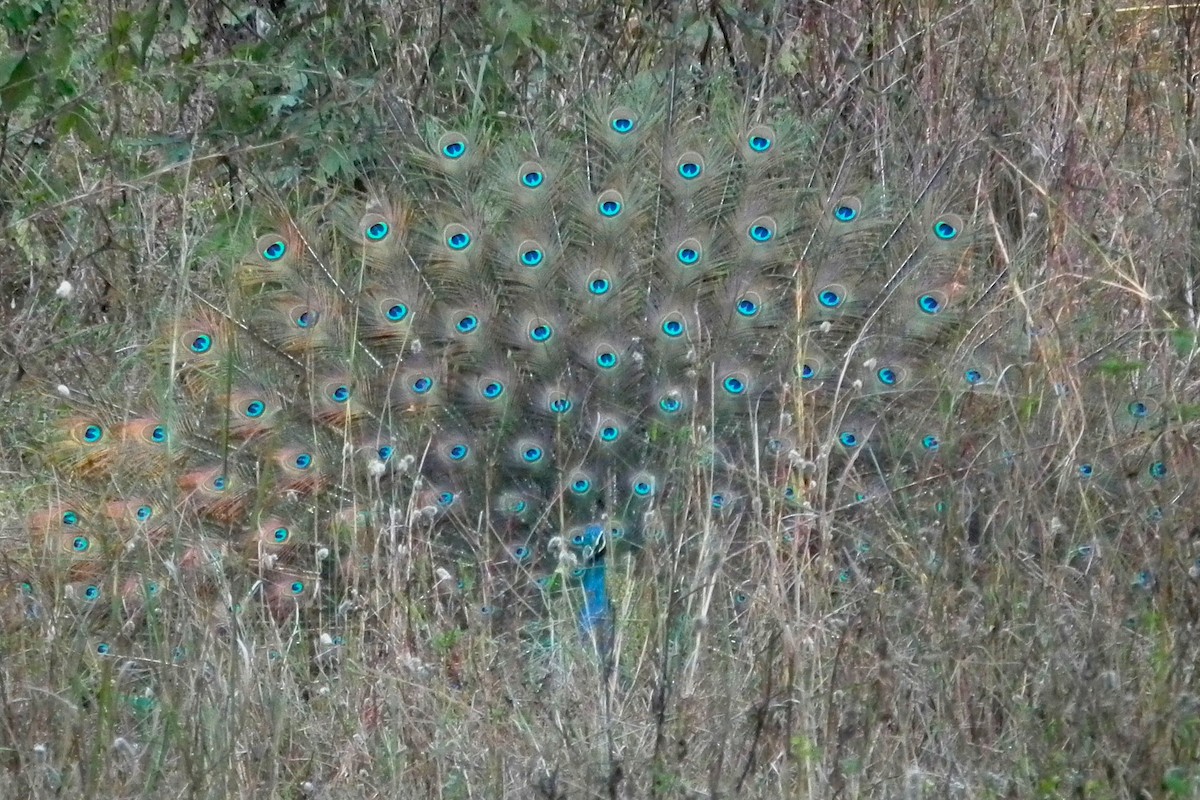 Indian Peafowl - ML644430283