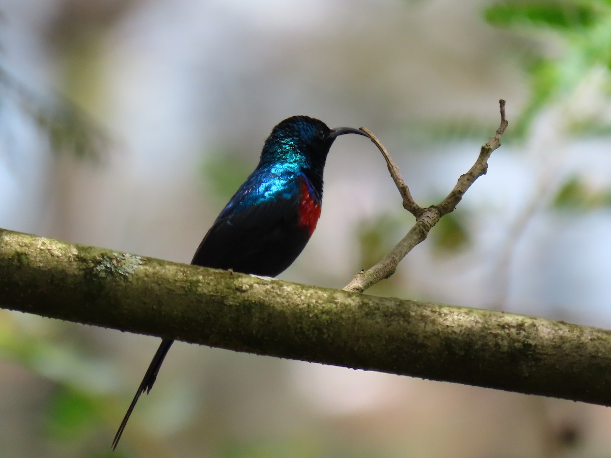 Red-chested Sunbird - ML644430284