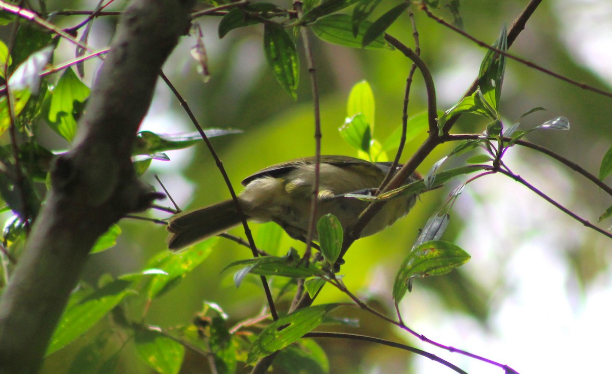 Rufous-browed Peppershrike - ML644430285