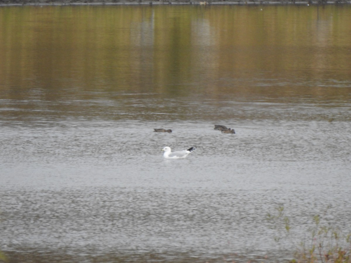 Ring-billed Gull - ML644430286