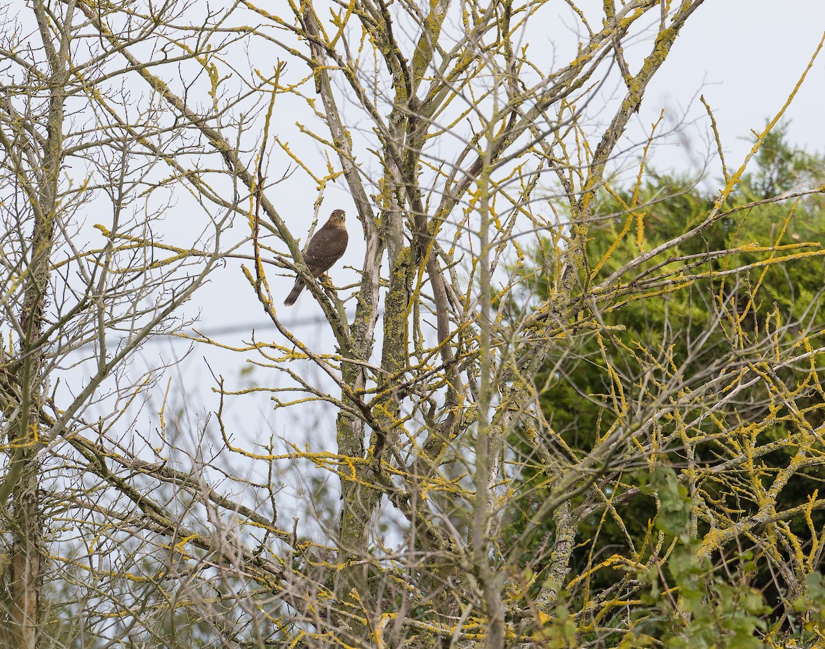 Eurasian Sparrowhawk - ML644430288