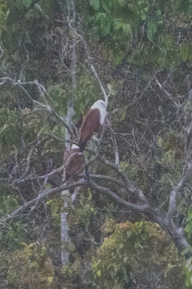 Brahminy Kite - ML644430289