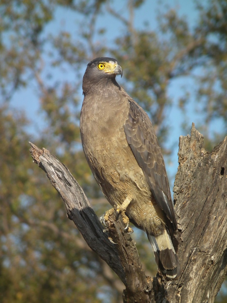 Crested Serpent-Eagle - ML644430291