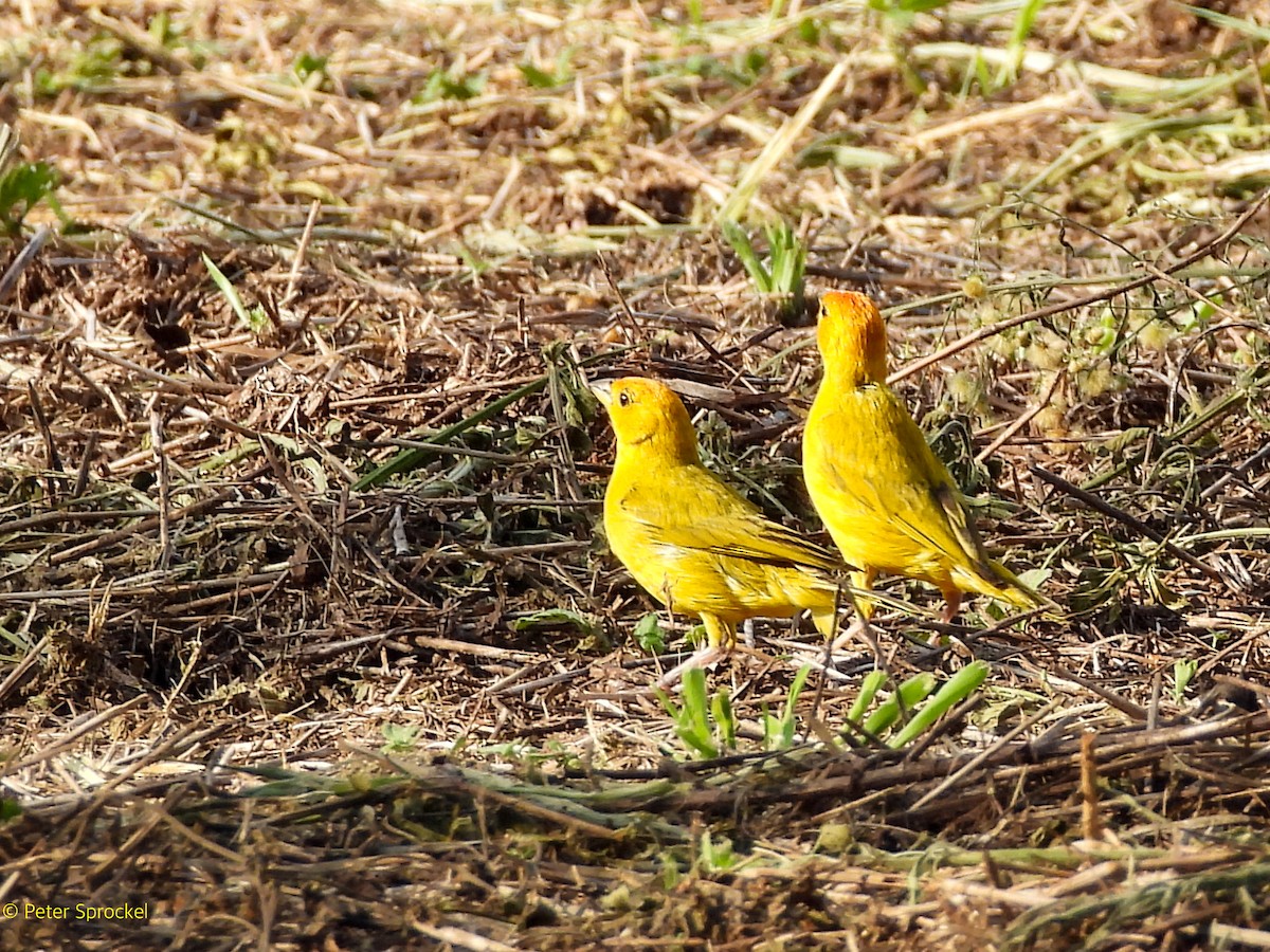 Saffron Finch - ML644430292