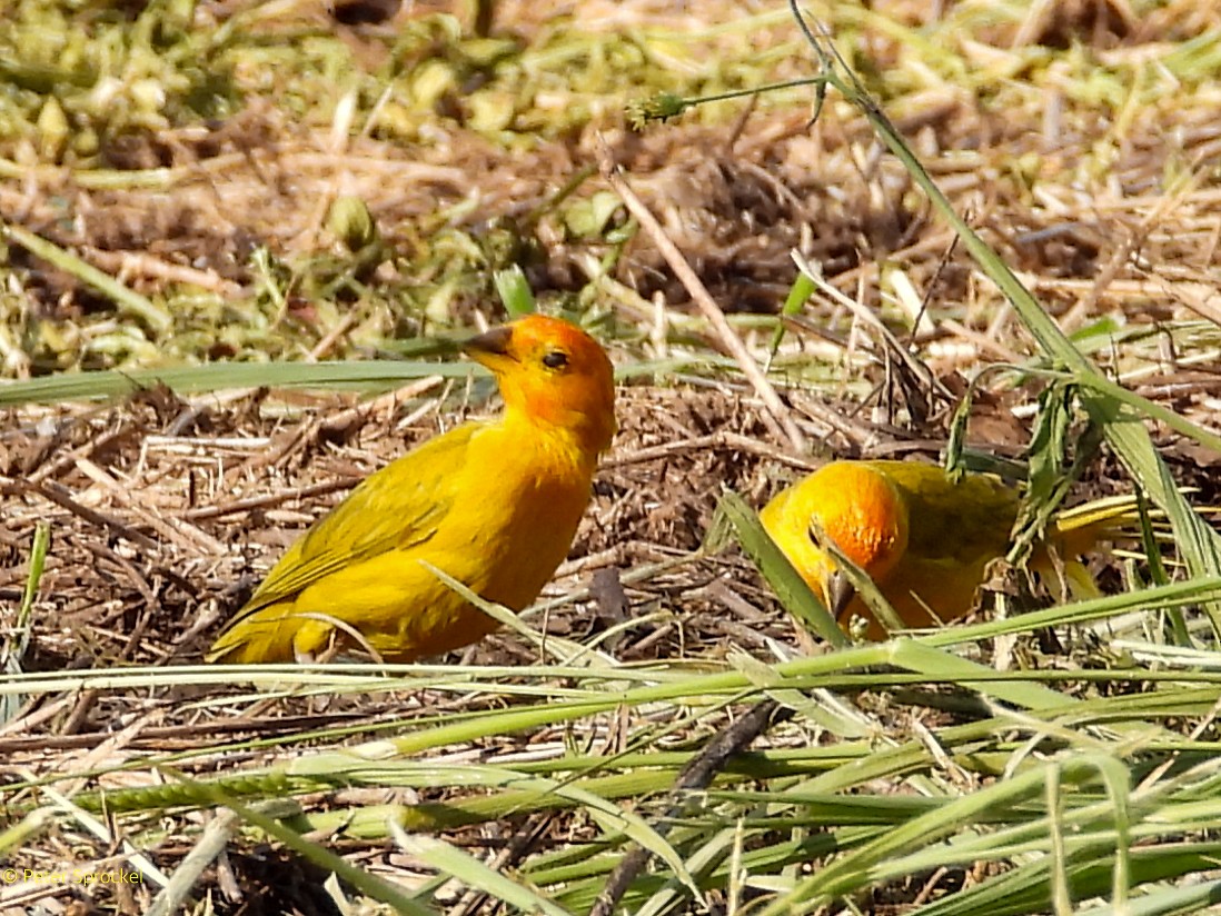 Saffron Finch - ML644430293