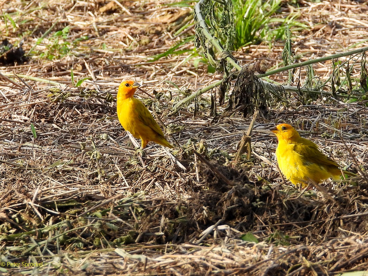 Saffron Finch - ML644430294