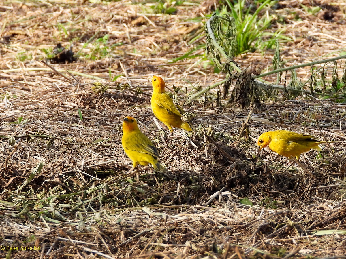 Saffron Finch - ML644430295