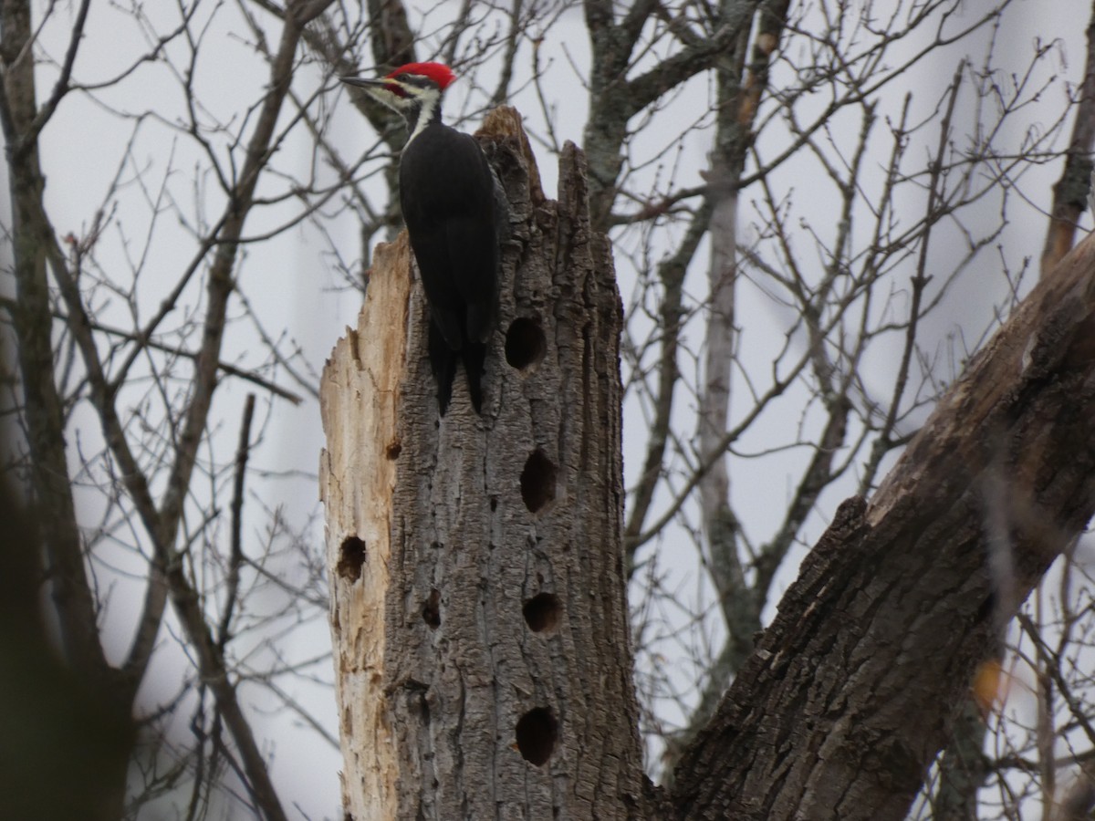 Pileated Woodpecker - ML644430296