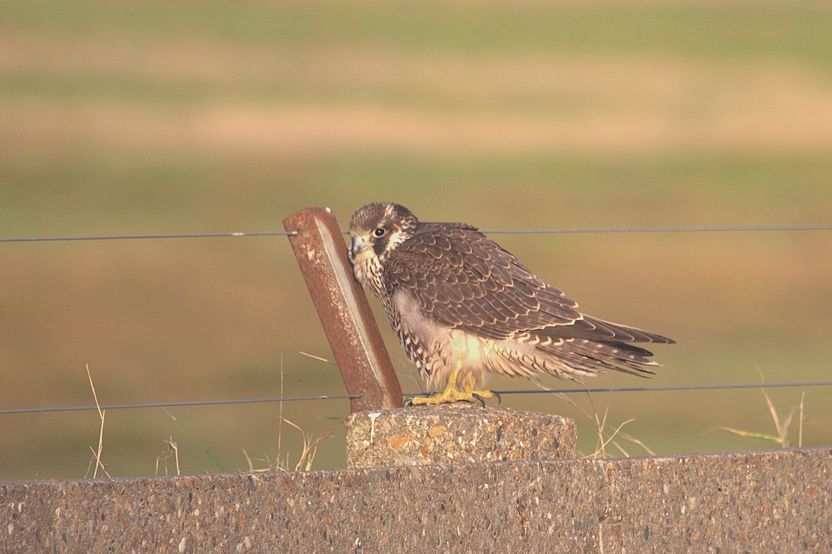 Peregrine Falcon - ML644430297