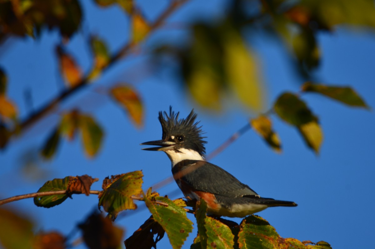 Belted Kingfisher - ML644430298