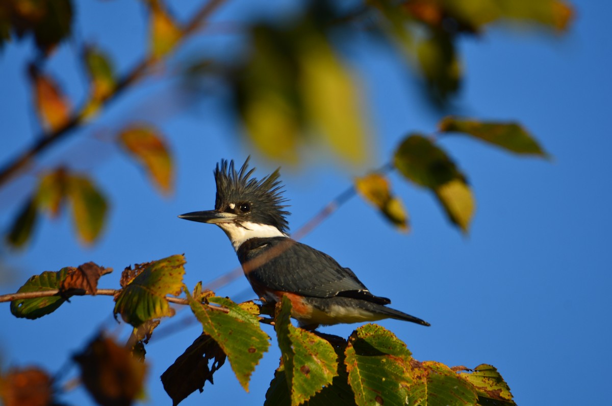 Belted Kingfisher - ML644430299