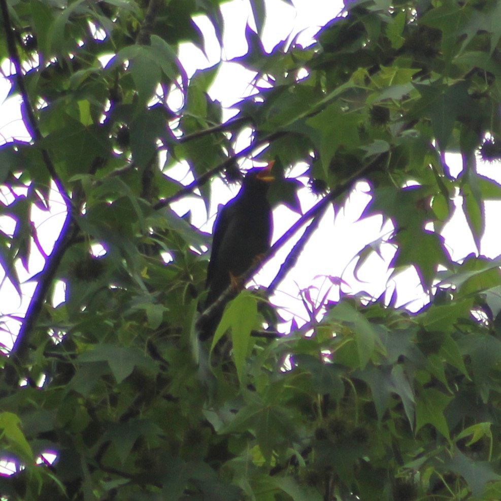 Yellow-legged Thrush - ML644430300