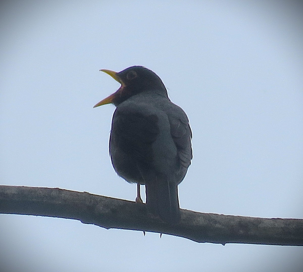 Yellow-legged Thrush - ML644430301