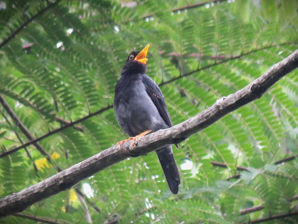 Yellow-legged Thrush - ML644430302