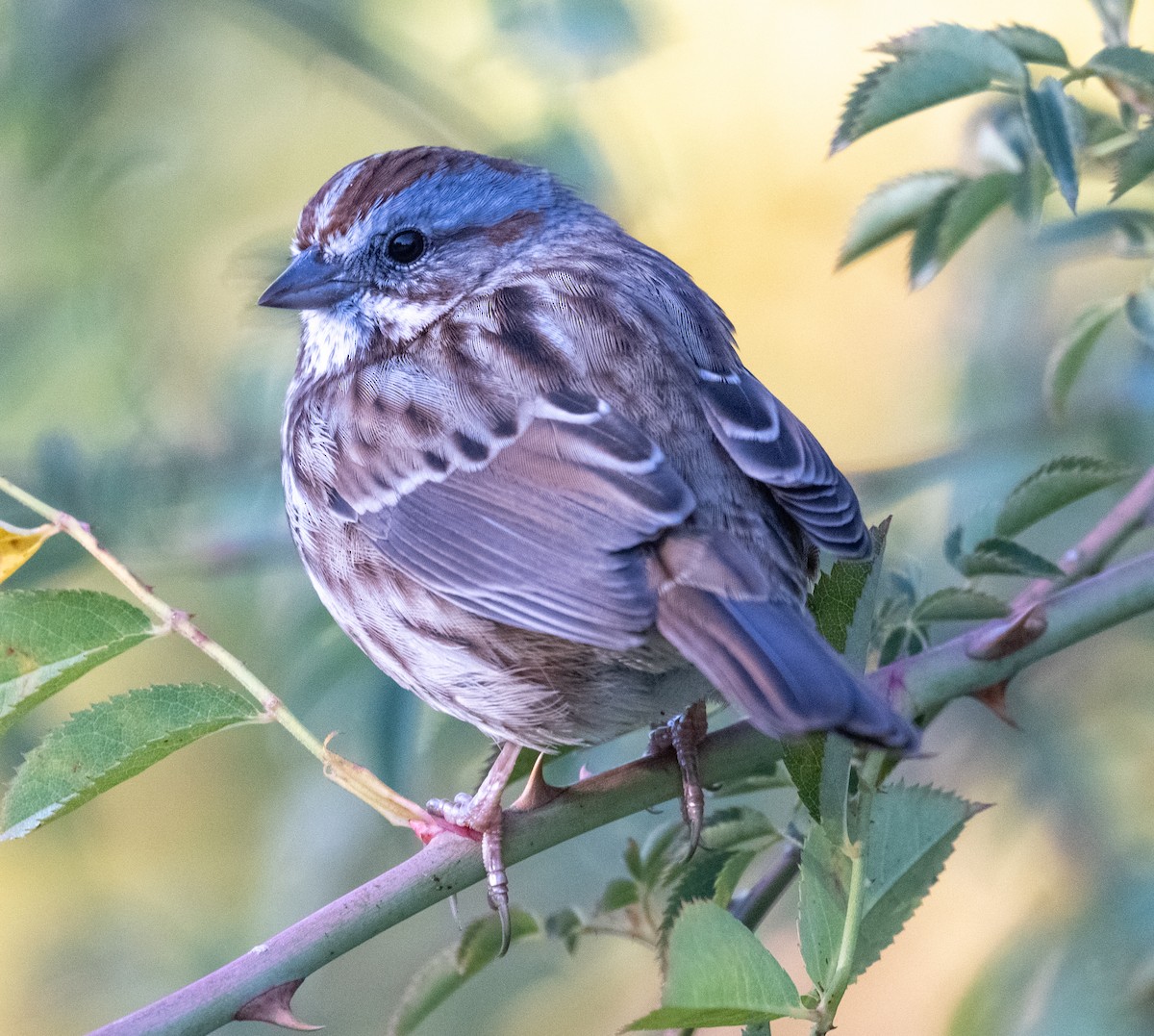 Song Sparrow - ML644430303