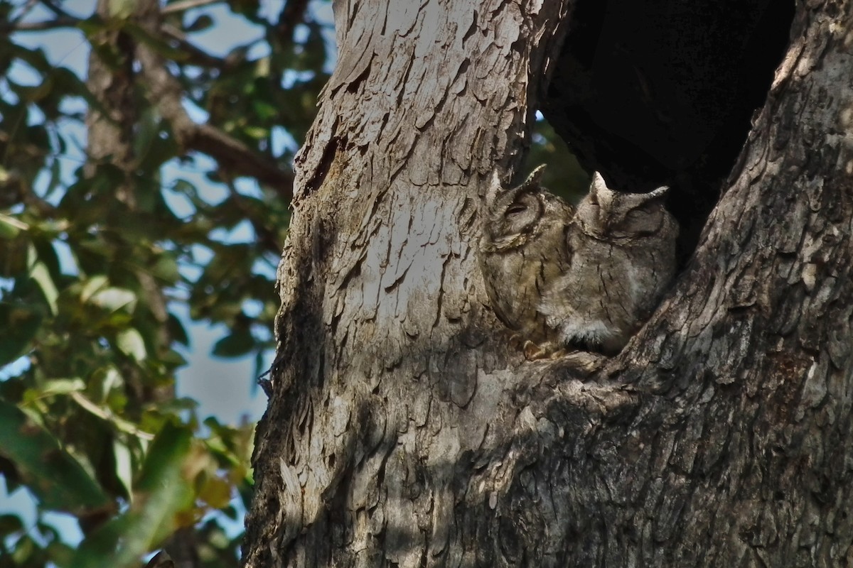 Indian Scops-Owl - ML644430305
