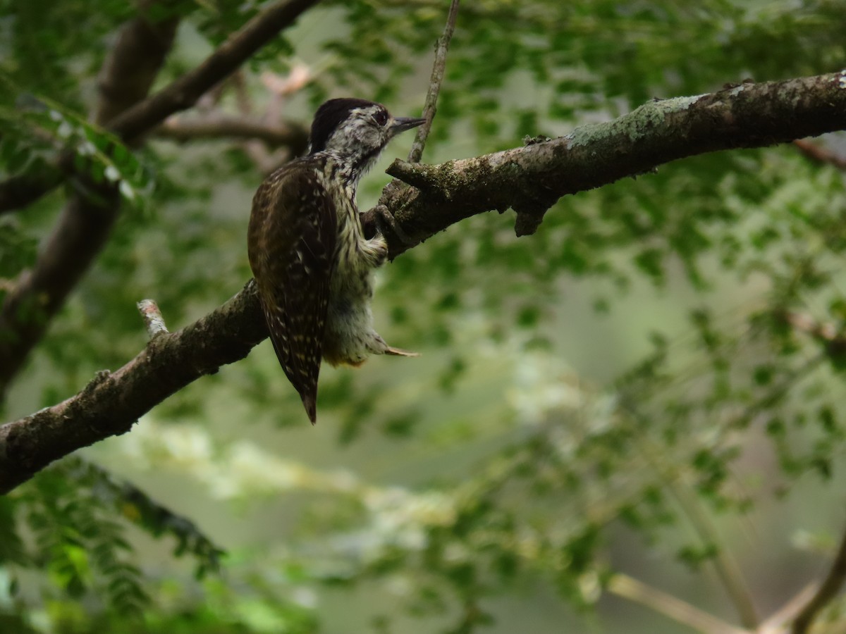 Cardinal Woodpecker - ML644430307