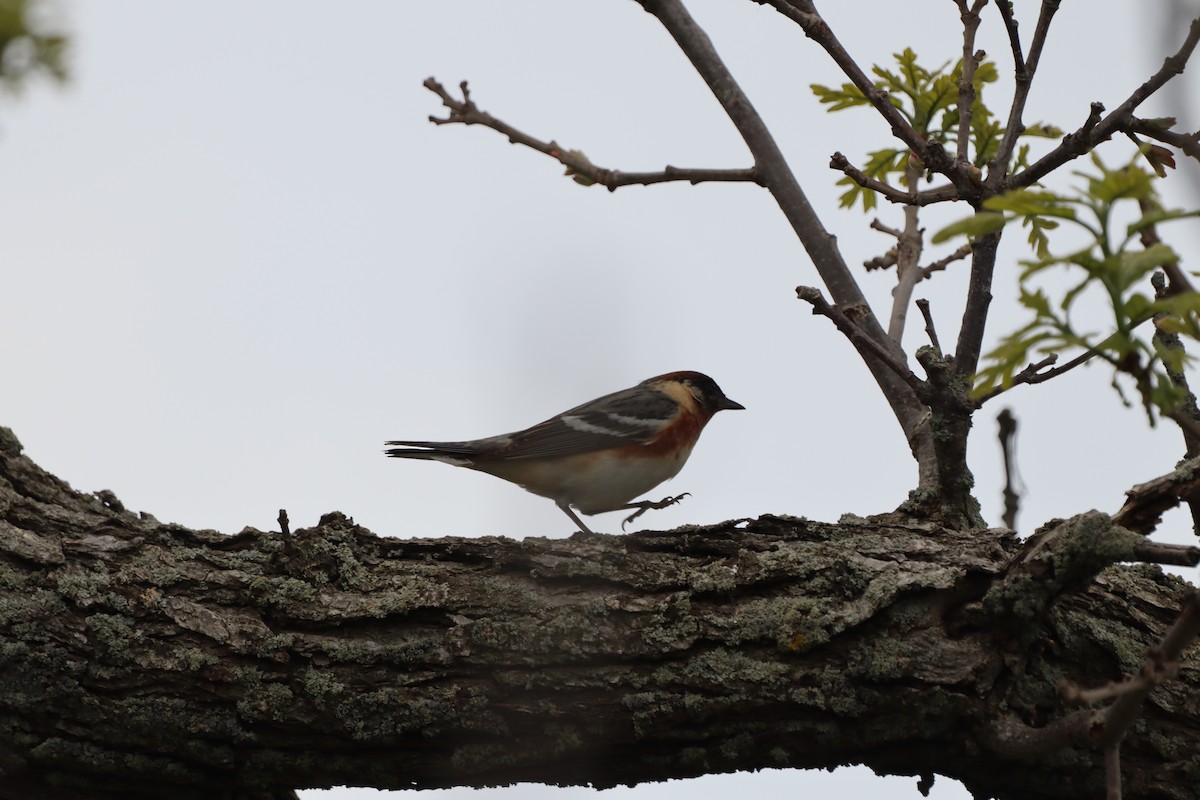 Bay-breasted Warbler - ML644430308