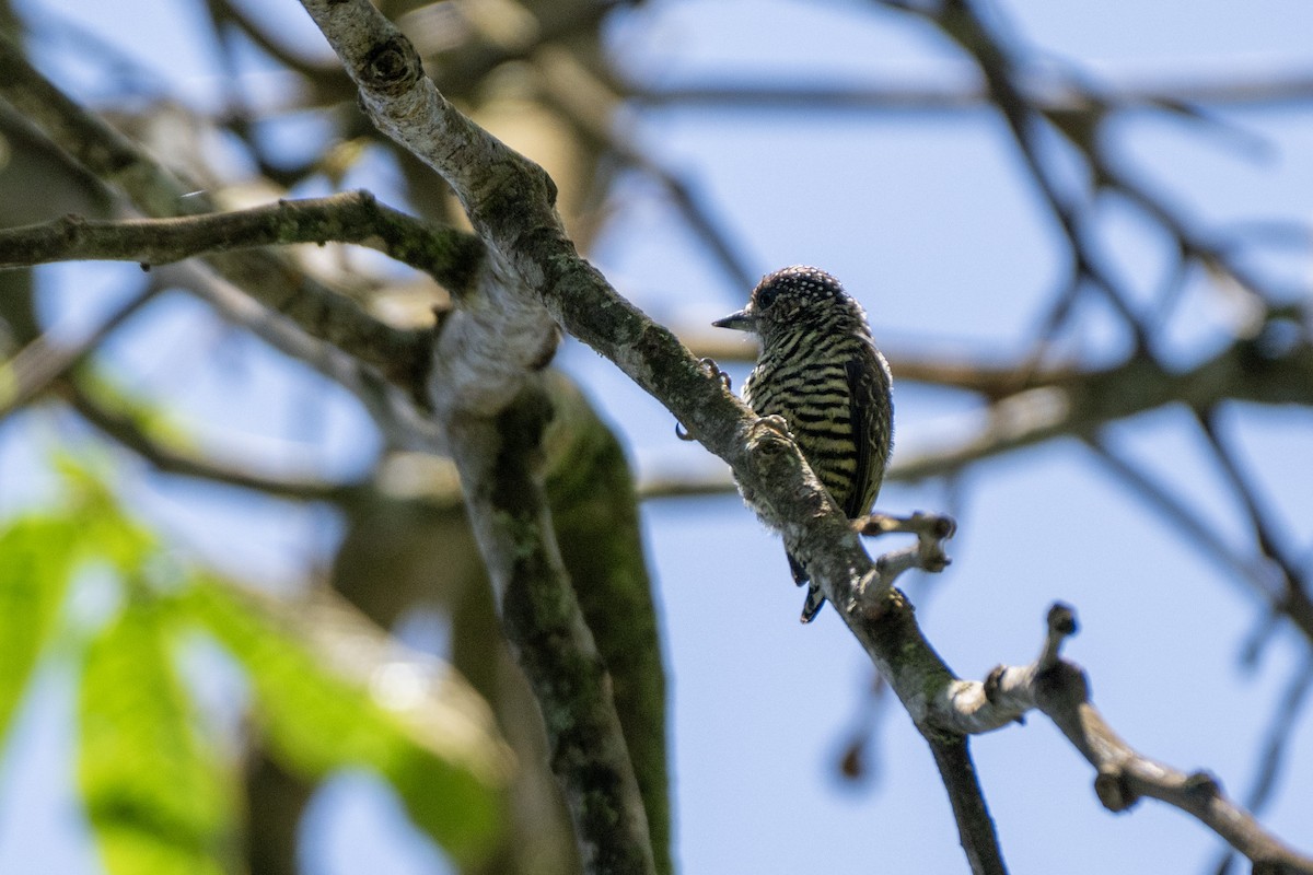 Lafresnaye's Piculet - ML644430310