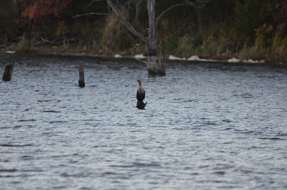 Double-crested Cormorant - ML644430311