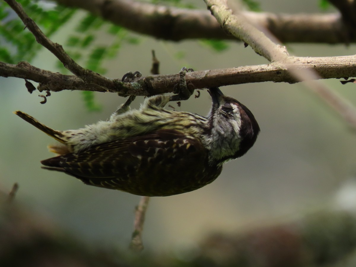 Cardinal Woodpecker - ML644430317