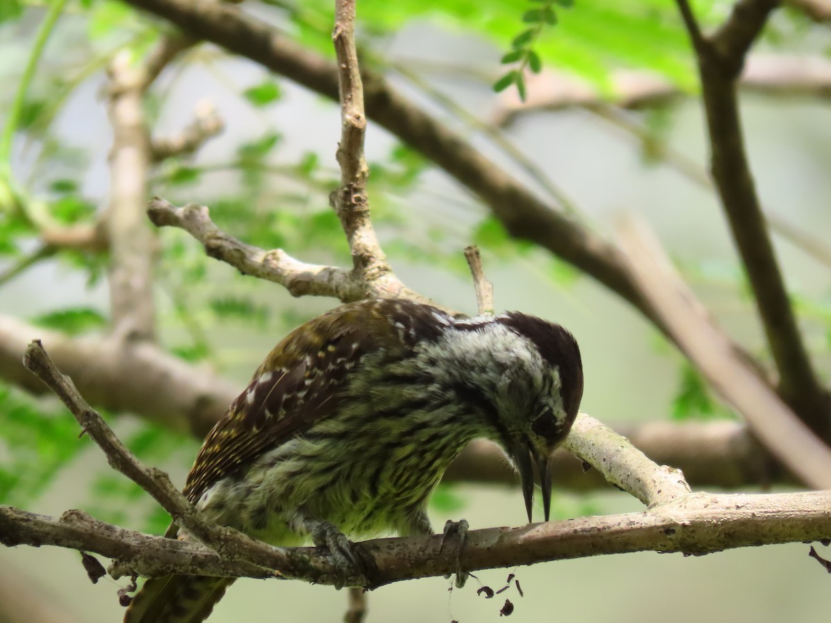 Cardinal Woodpecker - ML644430324