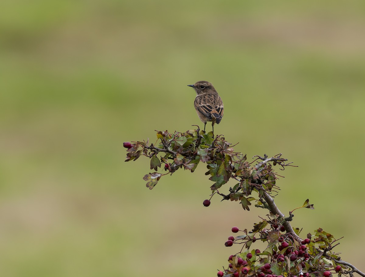 ヨーロッパノビタキ - ML644430331