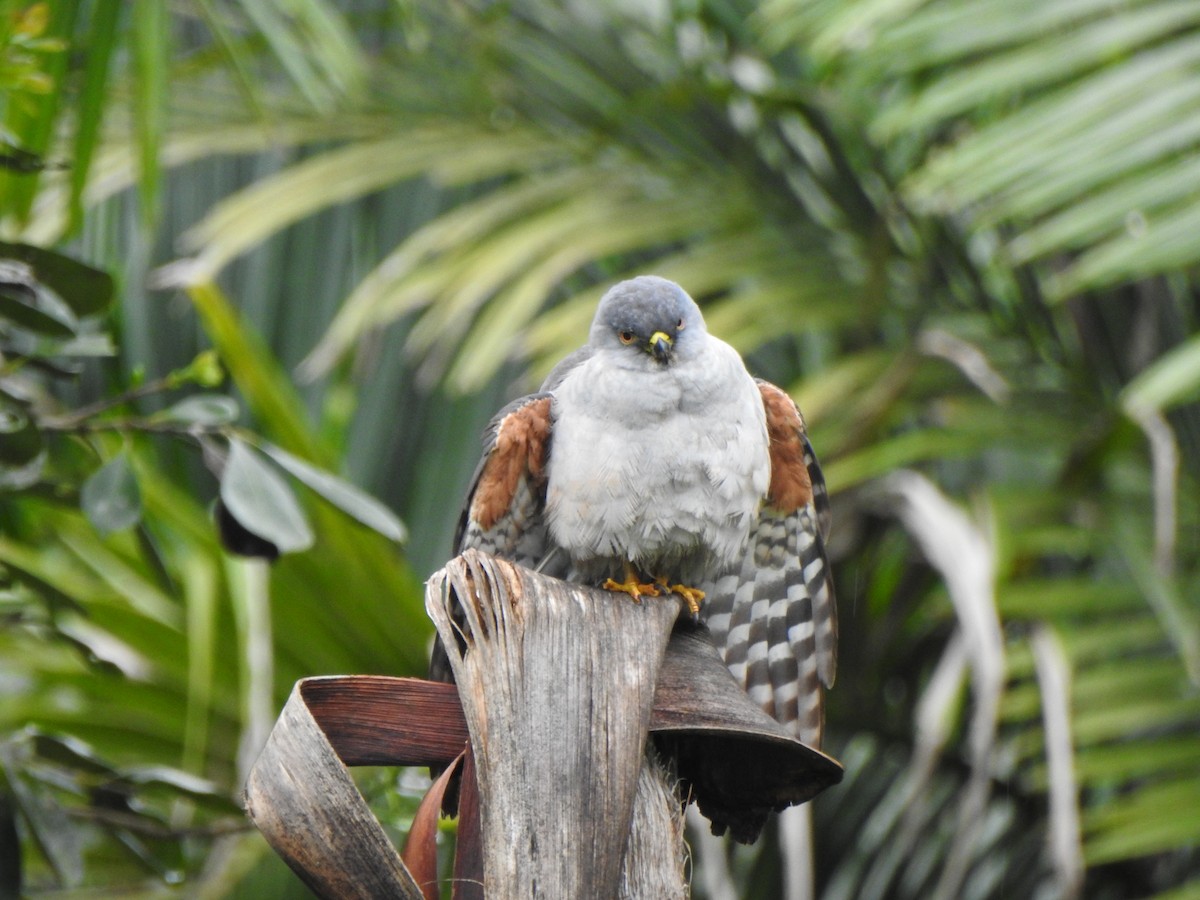 jestřáb neotropický - ML644430332