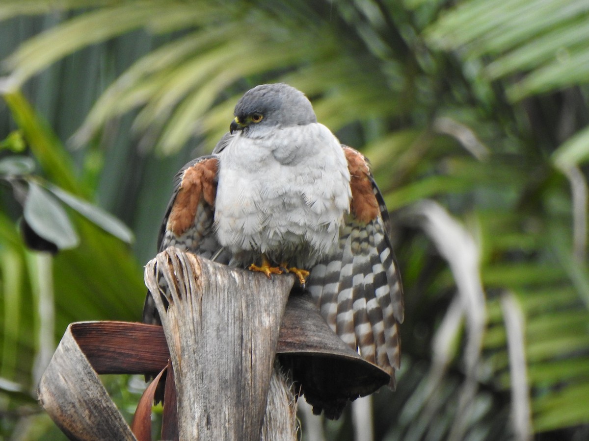 jestřáb neotropický - ML644430333