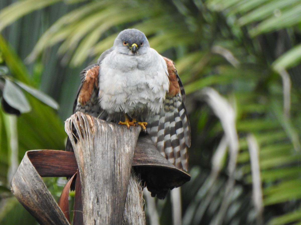 jestřáb neotropický - ML644430334