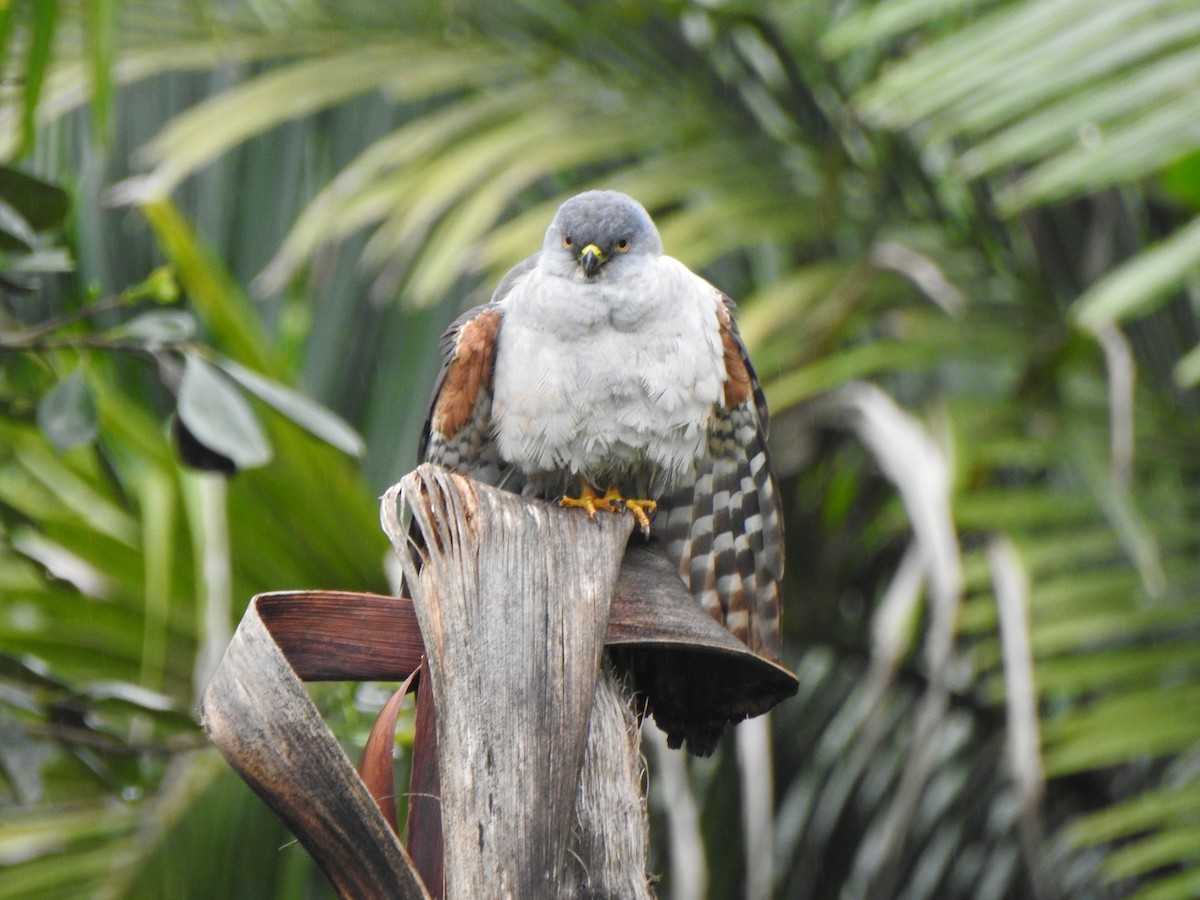 jestřáb neotropický - ML644430335