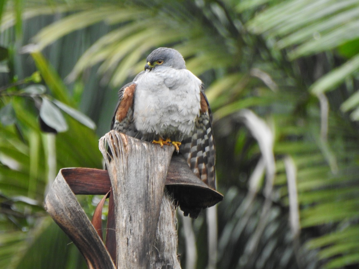 jestřáb neotropický - ML644430336