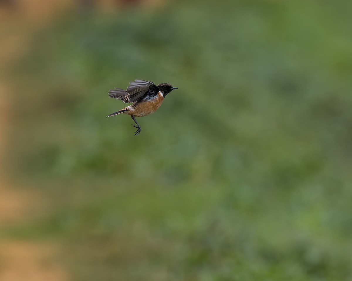 ヨーロッパノビタキ - ML644430337