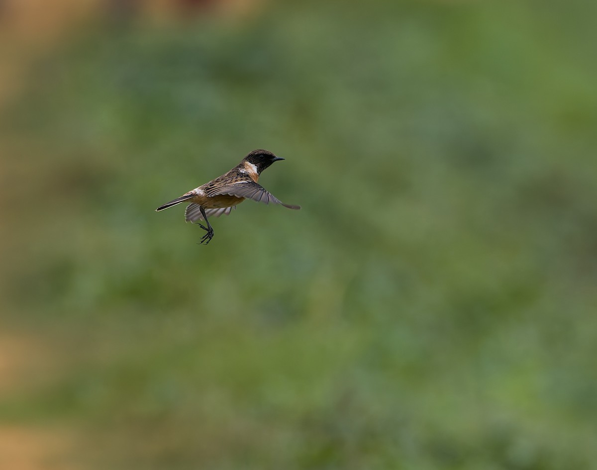 ヨーロッパノビタキ - ML644430340