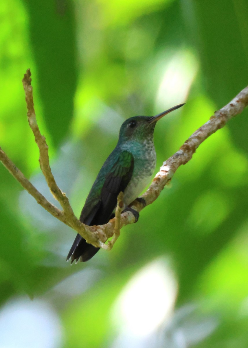 エメラルドハチドリ - ML644430341