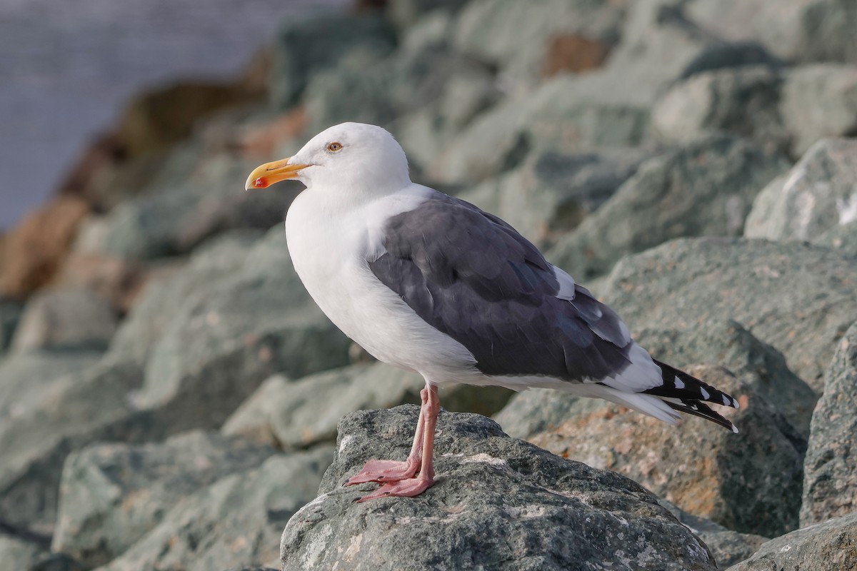 Western Gull - ML644430353