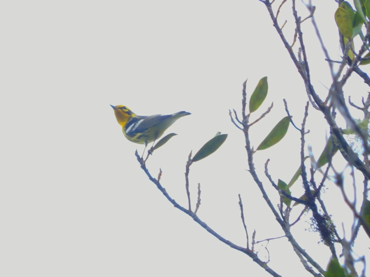 סבכון כתום-גרון - ML644430375