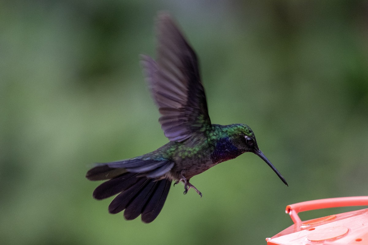 Napo Sabrewing - ML644430388