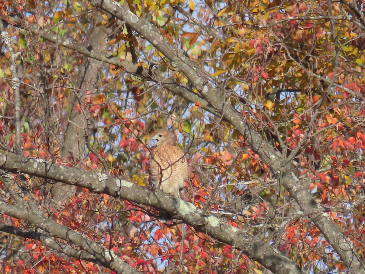 Red-shouldered Hawk - ML644430392