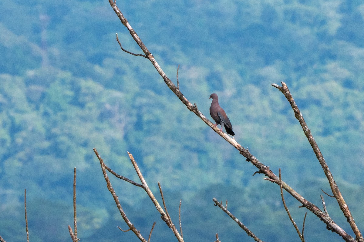 holub středoamerický - ML644430400