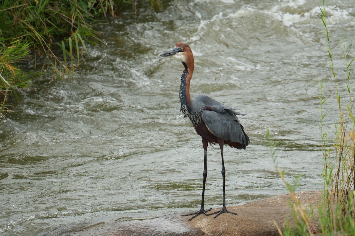 goliathegre - ML644430407