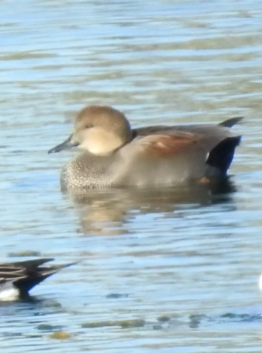 Нерозень - ML644430434