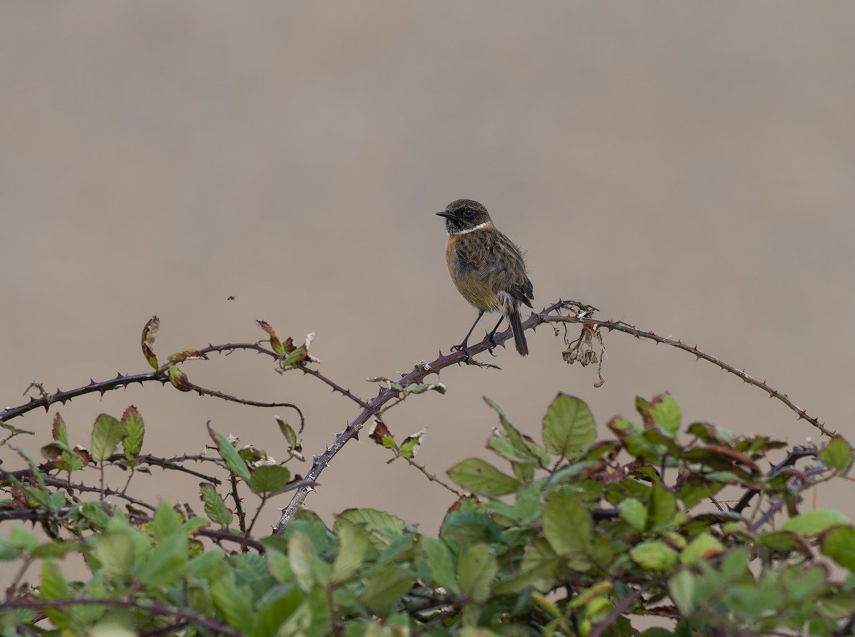 ヨーロッパノビタキ - ML644430435