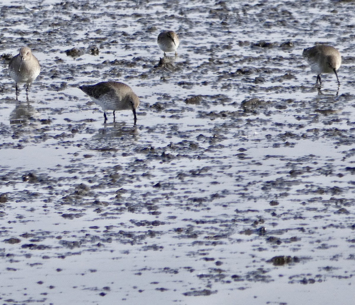 myrsnipe - ML644430438