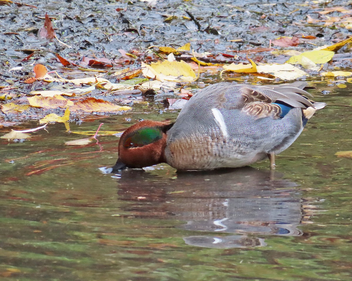 Green-winged Teal - ML644430452