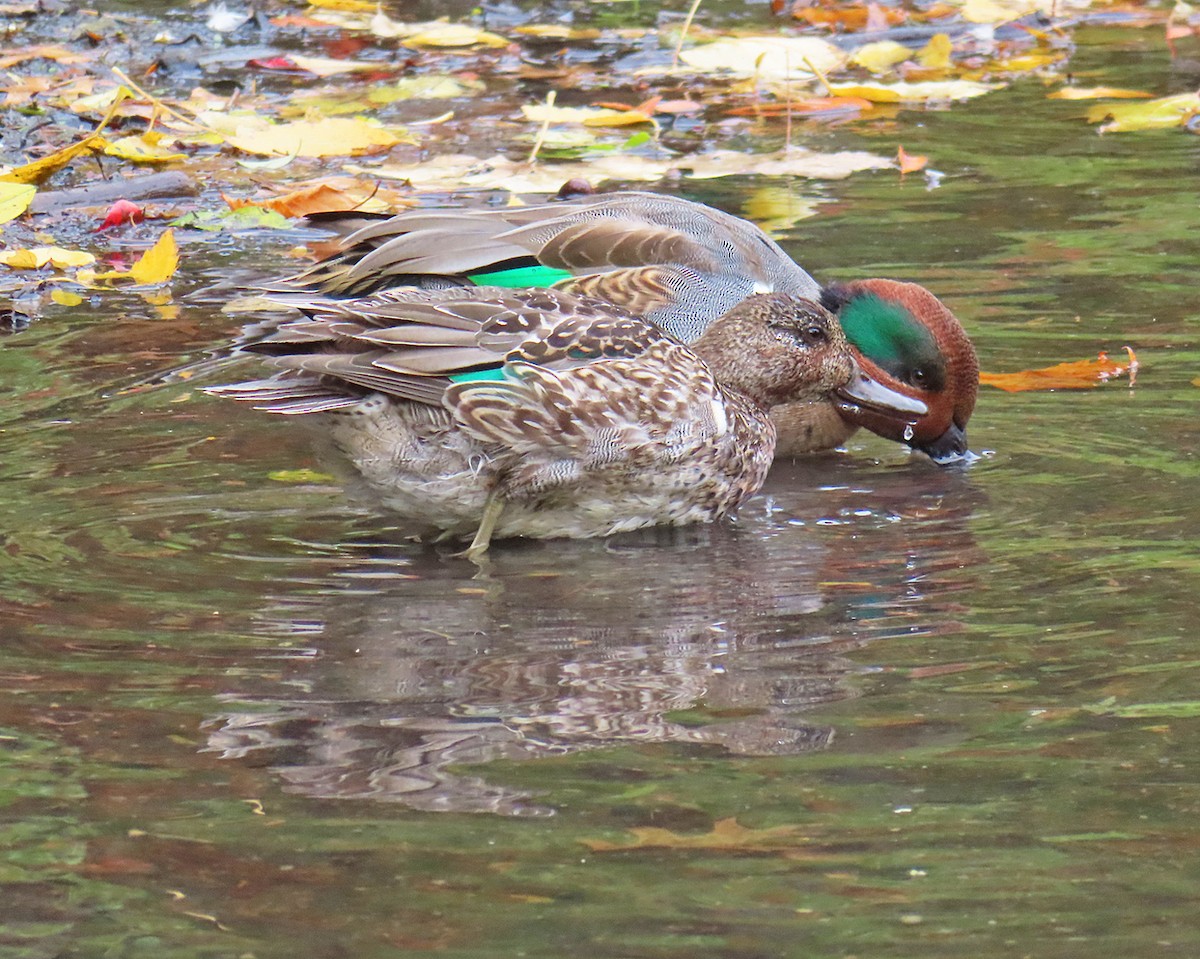 Green-winged Teal - ML644430453