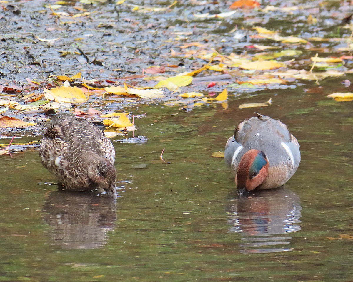 Green-winged Teal - ML644430454