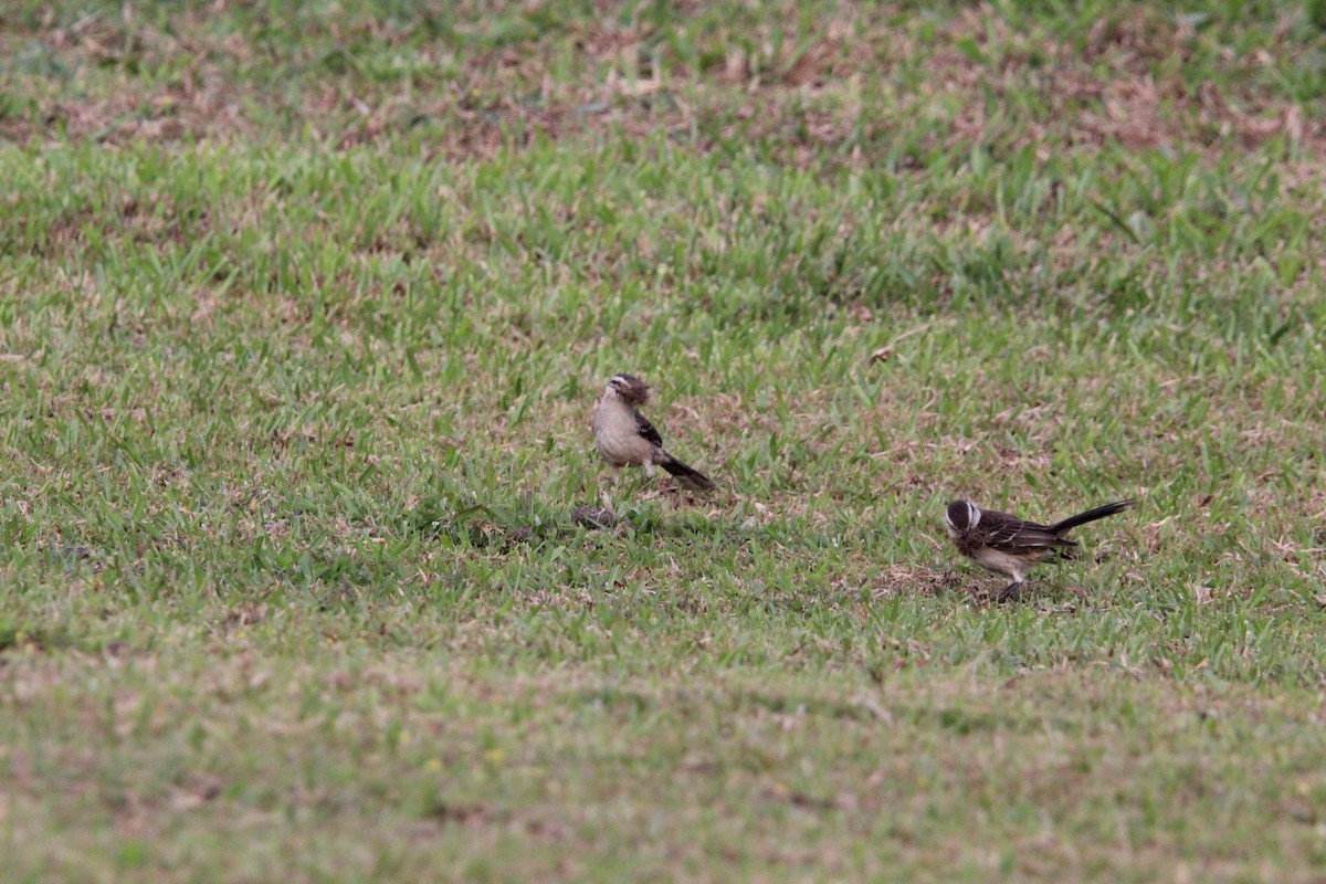 マミジロマネシツグミ - ML644430459