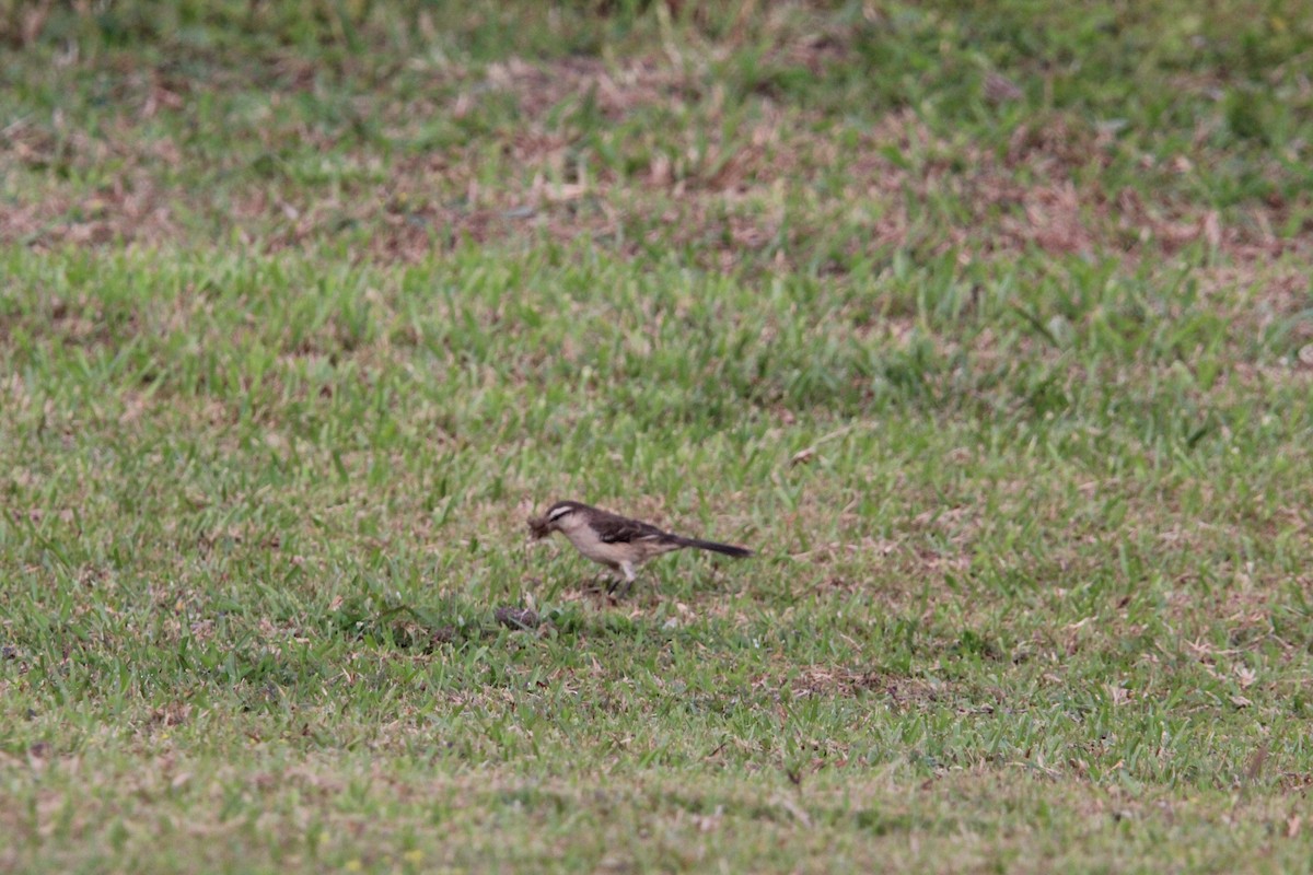 マミジロマネシツグミ - ML644430460