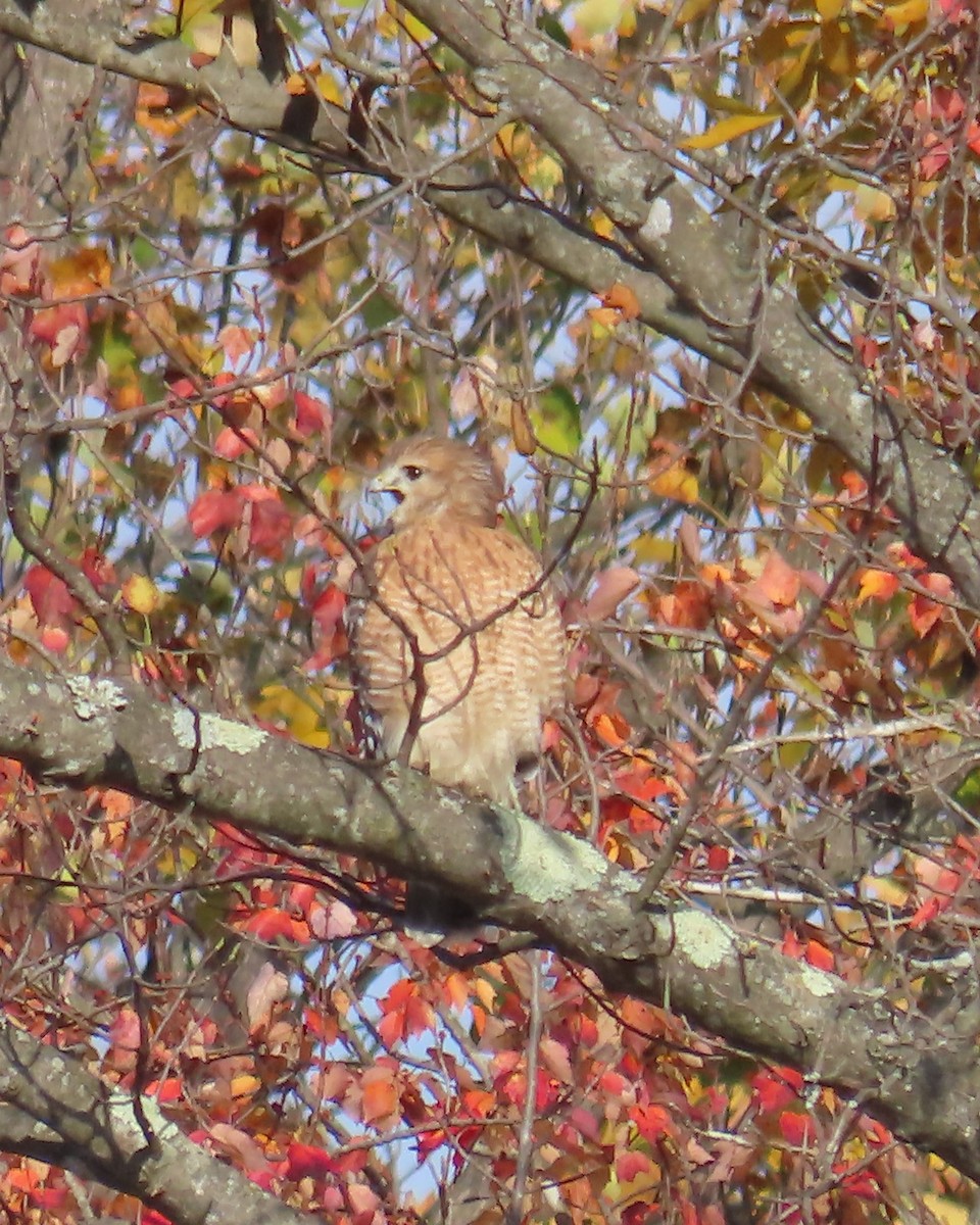 Red-shouldered Hawk - ML644430463